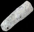 Fish Coprolite (Fossil Poo) - Kansas #49354-2